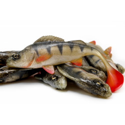 Angry Perch 19,5cm - NOR