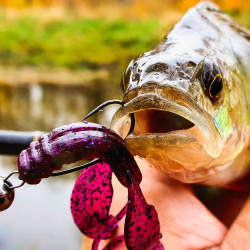 Gumy Perch Professor Fapping Craw