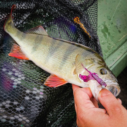 Gumy Perch Professor Fapping Craw