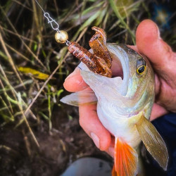 Gumy Perch Professor Fapping Craw