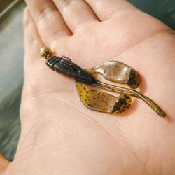 Gumy Perch Professor Fapping Craw