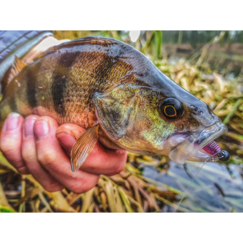 Gumy Perch Professor F**king Leech