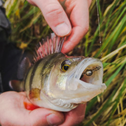 Gumy Perch Professor F**king Leech
