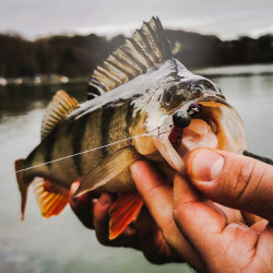 Gumy Perch Professor F**king Leech