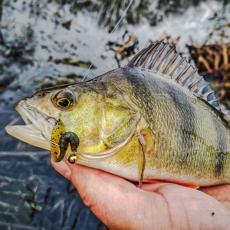 Gumy Perch Professor F**king Leech