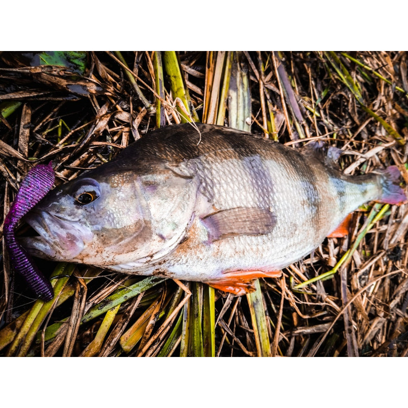 Gumy Perch Professor F**king Leech