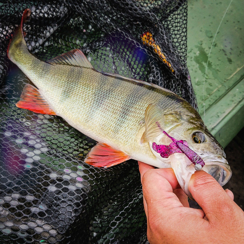 Gumy Perch Professor Fapping Craw