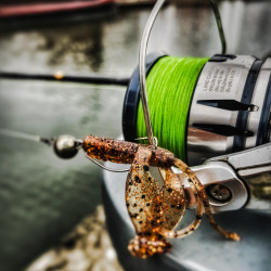 Gumy Perch Professor Fapping Craw