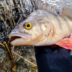 Gumy Perch Professor Flying Worm 3.5" / 9cm