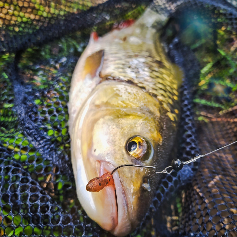 Gumy Perch Professor F**king Leech