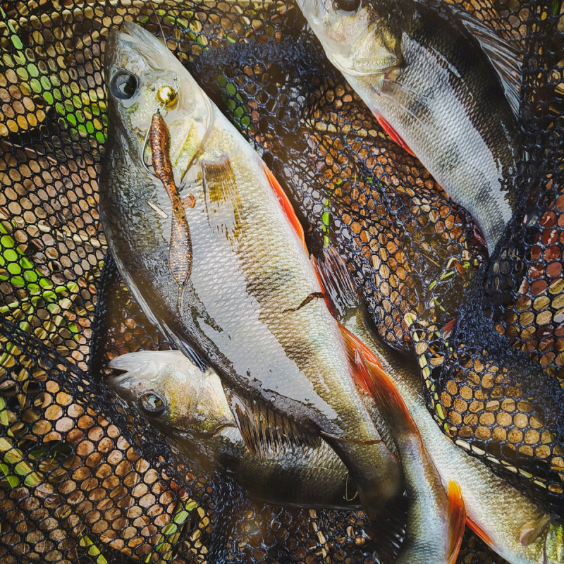 Gumy Perch Professor F**king Leech