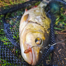 Gumy Perch Professor F**king Leech