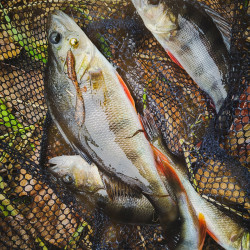 Gumy Perch Professor F**king Leech