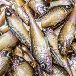 Guma Angry Ruffe 10.0cm - NTA