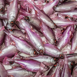 Guma Angry Bitterling 5.0cm - PW