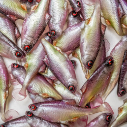 Guma Angry Bitterling 5.0cm - PWG