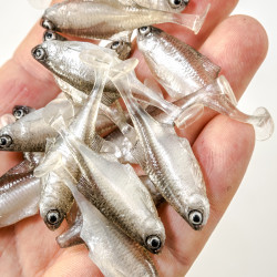 Guma Angry Bitterling 5.0cm - TSW