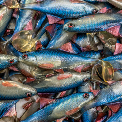 Guma Angry Roach 12.5cm - BSW