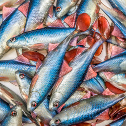 Guma Angry Roach 12.5cm - BSWR