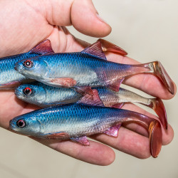 Guma Angry Roach 12.5cm - BSWR