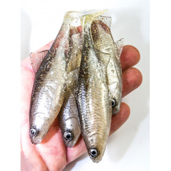 Guma Angry Roach 12.5cm - TFSW