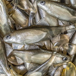 Guma Angry Roach 12.5cm - TSW