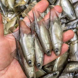 Guma Angry Roach 12.5cm - TSW