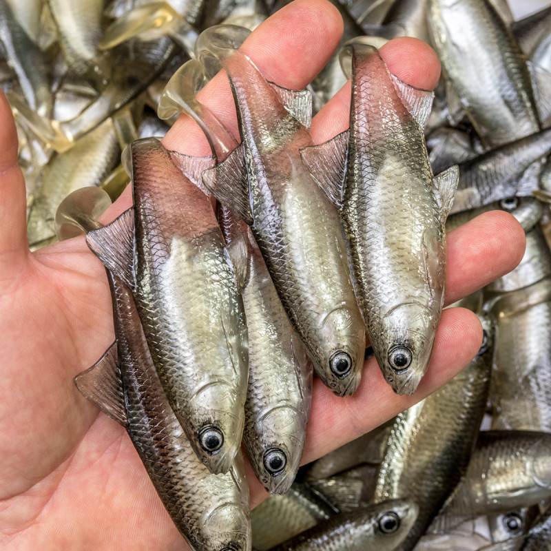 Guma Angry Roach 12.5cm - TSW