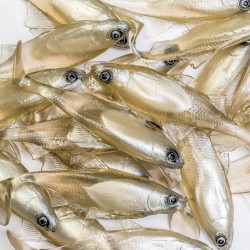 Guma Angry Roach 12.5cm - TW