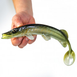 Guma Angry Pike 25cm - NTA