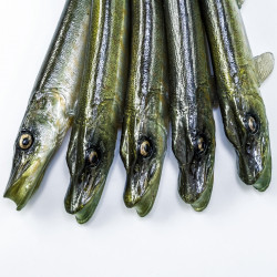 Guma Angry Pike 25cm - NTA