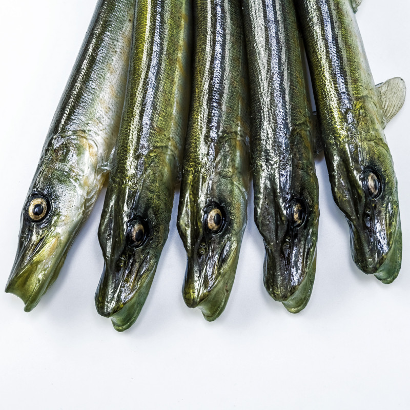 Guma Angry Pike 25cm - NTA