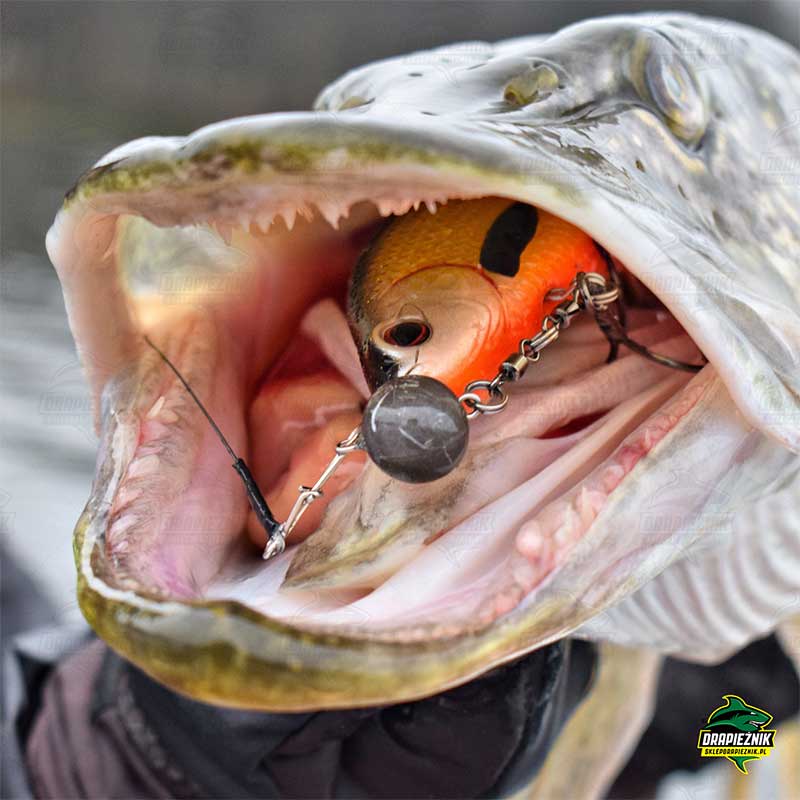 Ricky The Roach Zdjęcie ryby