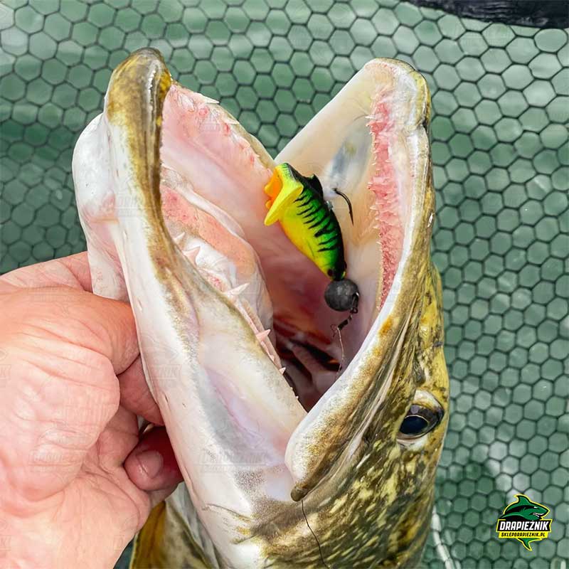 Ricky The Roach Zdjęcie ryby